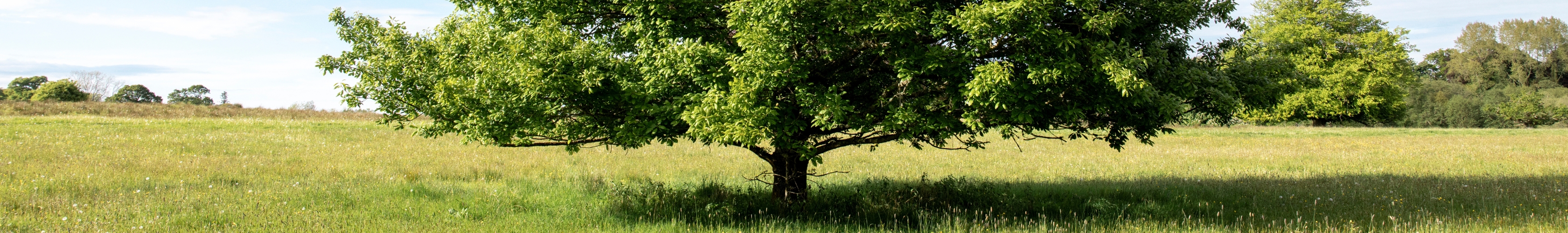 wow factor walks with national trust