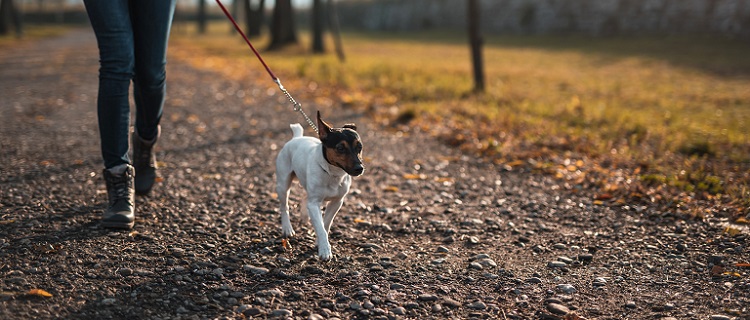 Footwear Tips For Dog Walkers