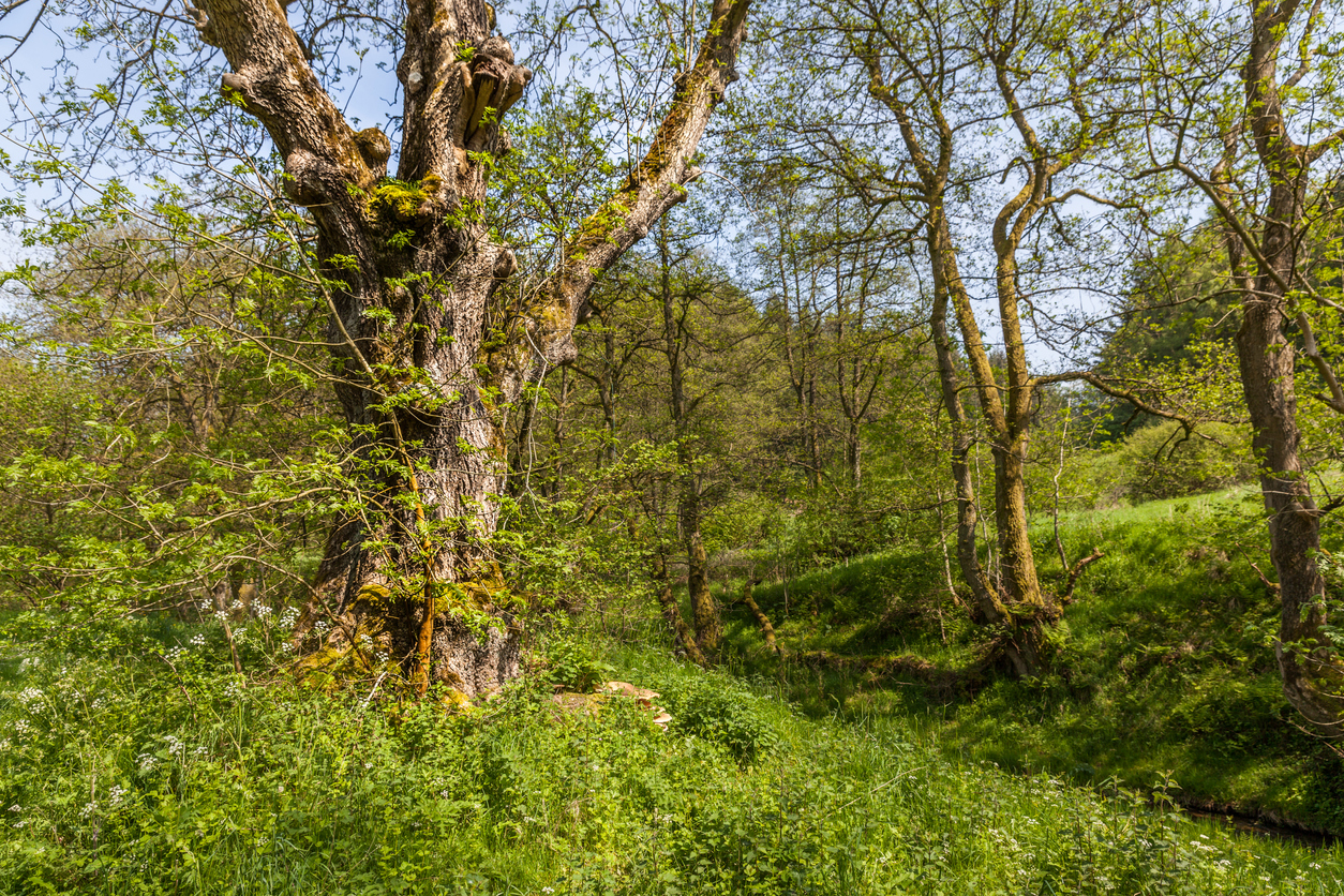 Dalby forest yorkshire outside