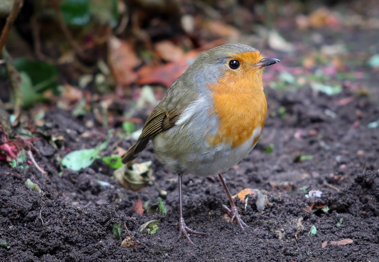 Robin