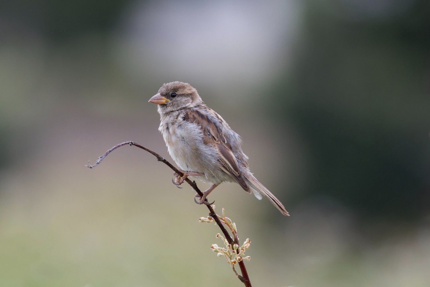 Sparrow