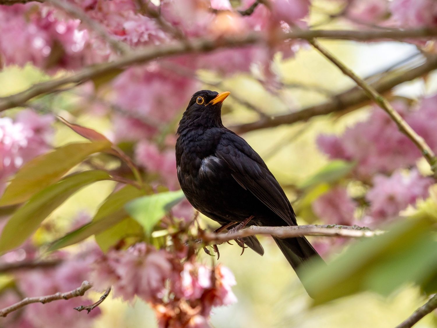 blackbird
