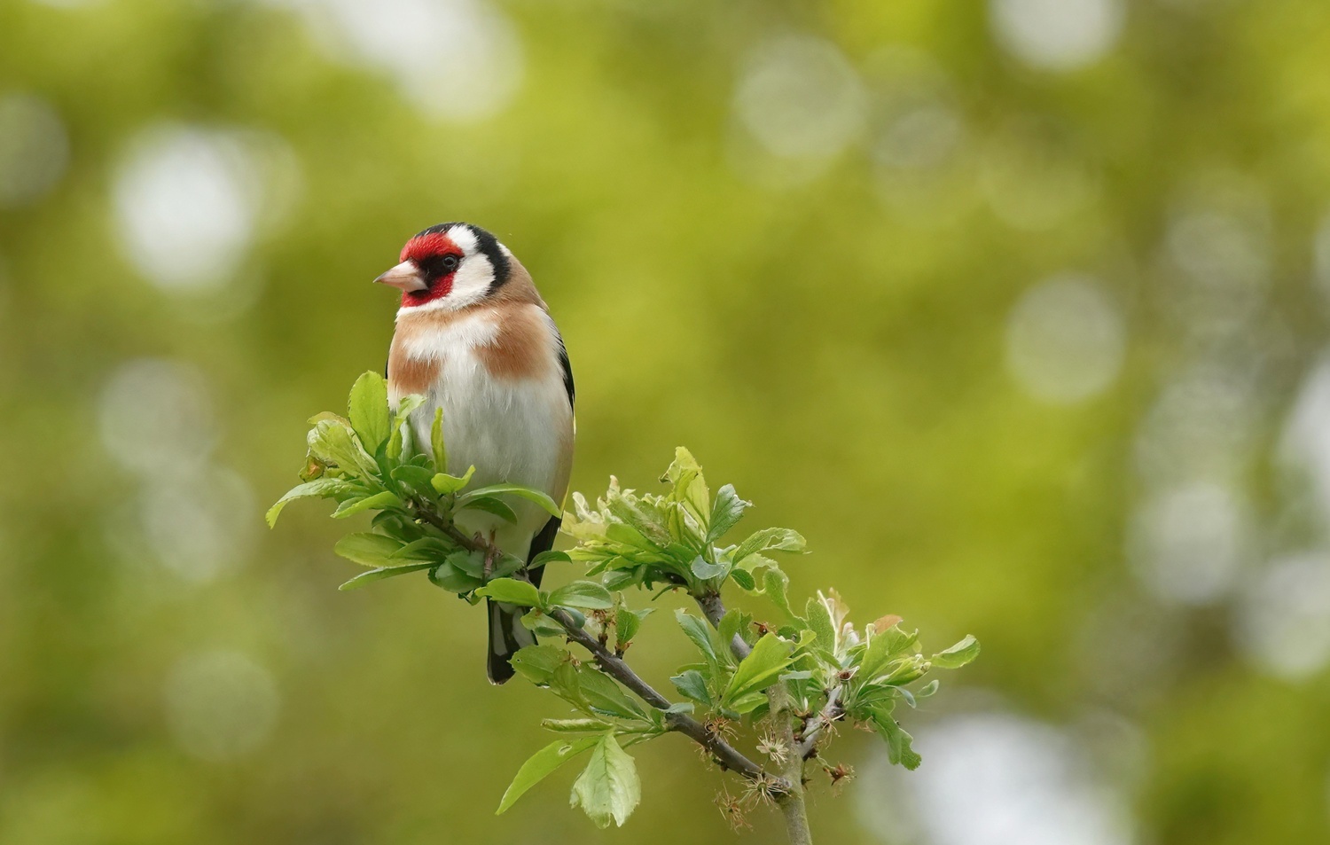 bird
